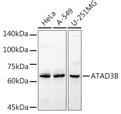 Western Blot: ATAD3B Antibody [NBP2-92830] - Western blot analysis of extracts of various cell lines, using ATAD3B antibody (NBP2-92830) at 1:1000 dilution. Secondary antibody: HRP Goat Anti-Rabbit IgG (H+L) at 1:10000 dilution. Lysates/proteins: 25ug per lane. Blocking buffer: 3% nonfat dry milk in TBST. Detection: ECL Basic Kit. Exposure time: 3s.